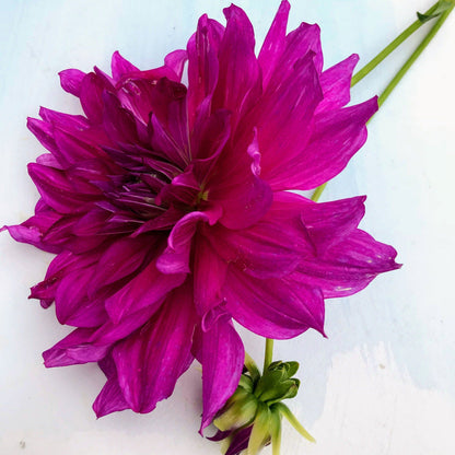 Purple Taiheijo Dahlia Tuber vendor-unknown