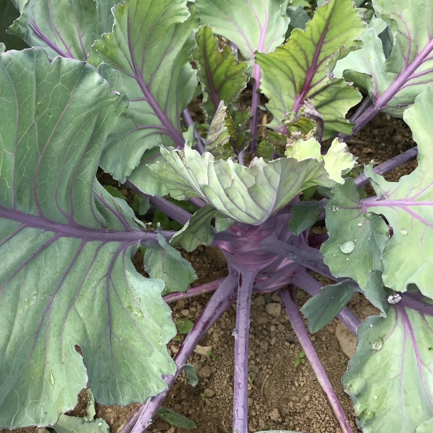 Purple Vienna Kohlrabi vendor-unknown