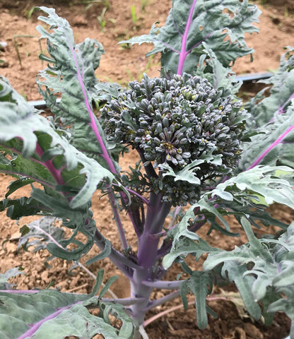 Purple Peacock Broccoli