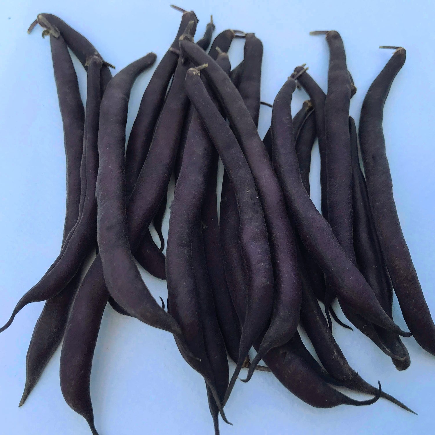 Royalty Purple Pod Bush Bean