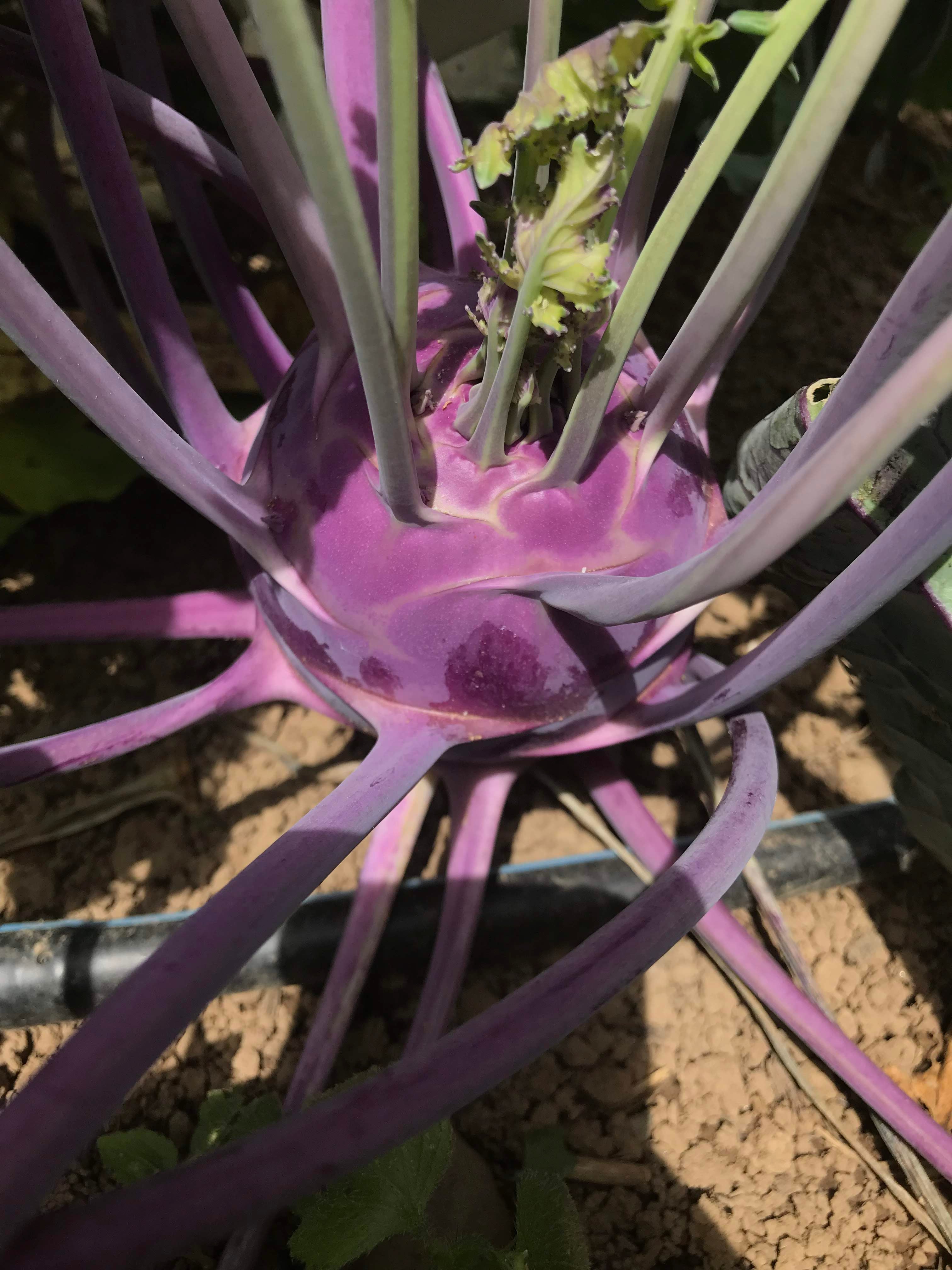 Purple Vienna Kohlrabi