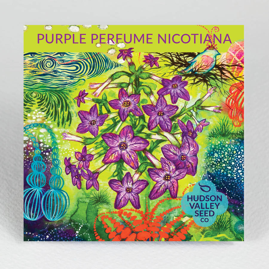 Purple Perfume Nicotiana