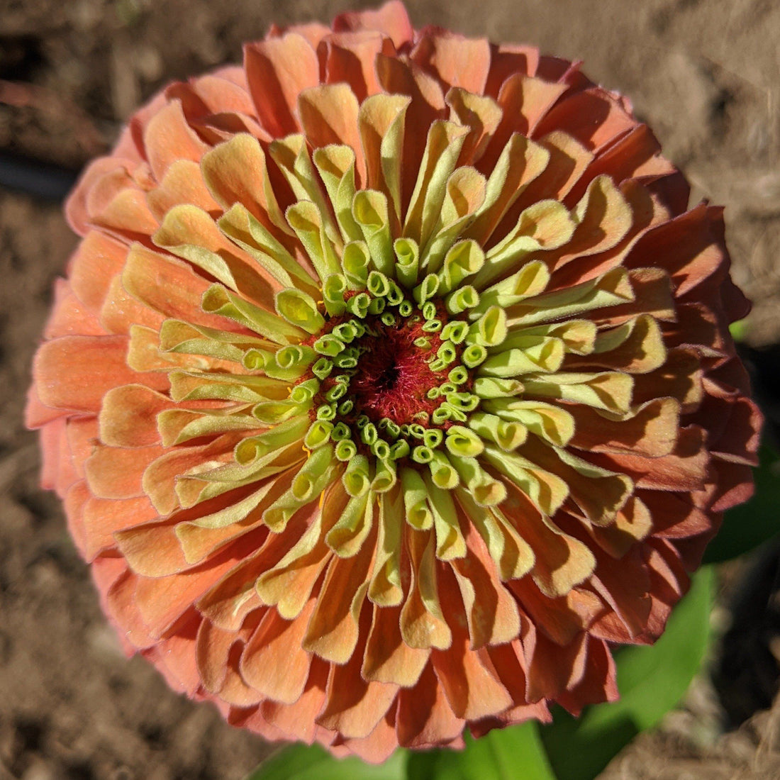 Queen Lime Orange Zinnia vendor-unknown