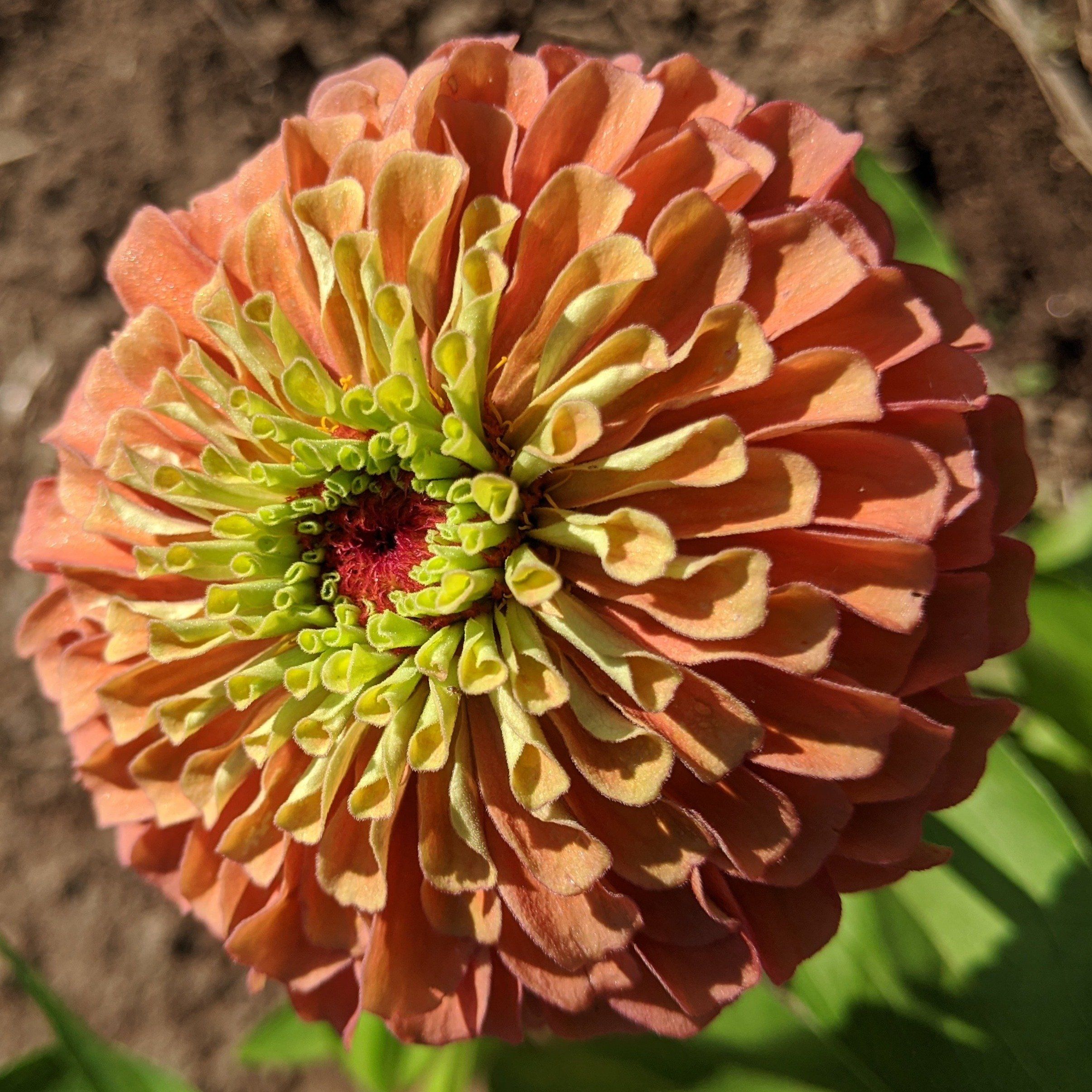 Queen Lime Orange Zinnia vendor-unknown