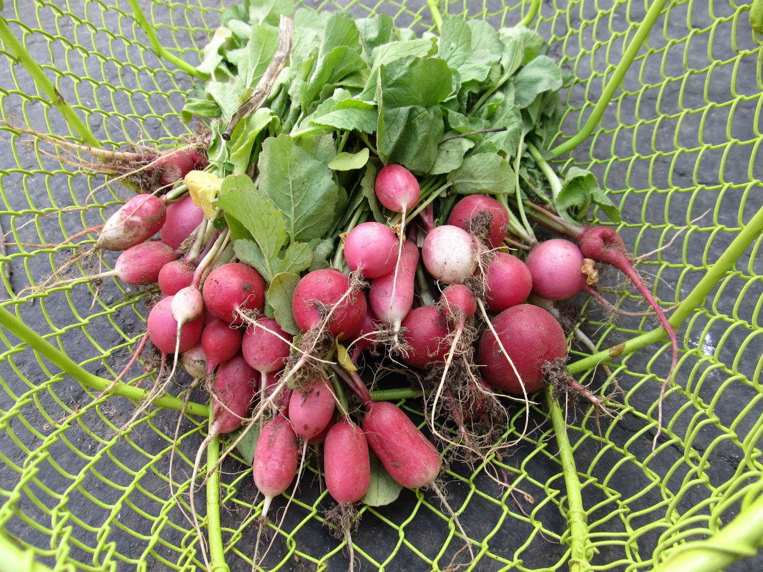 Radiant Radish Mix vendor-unknown