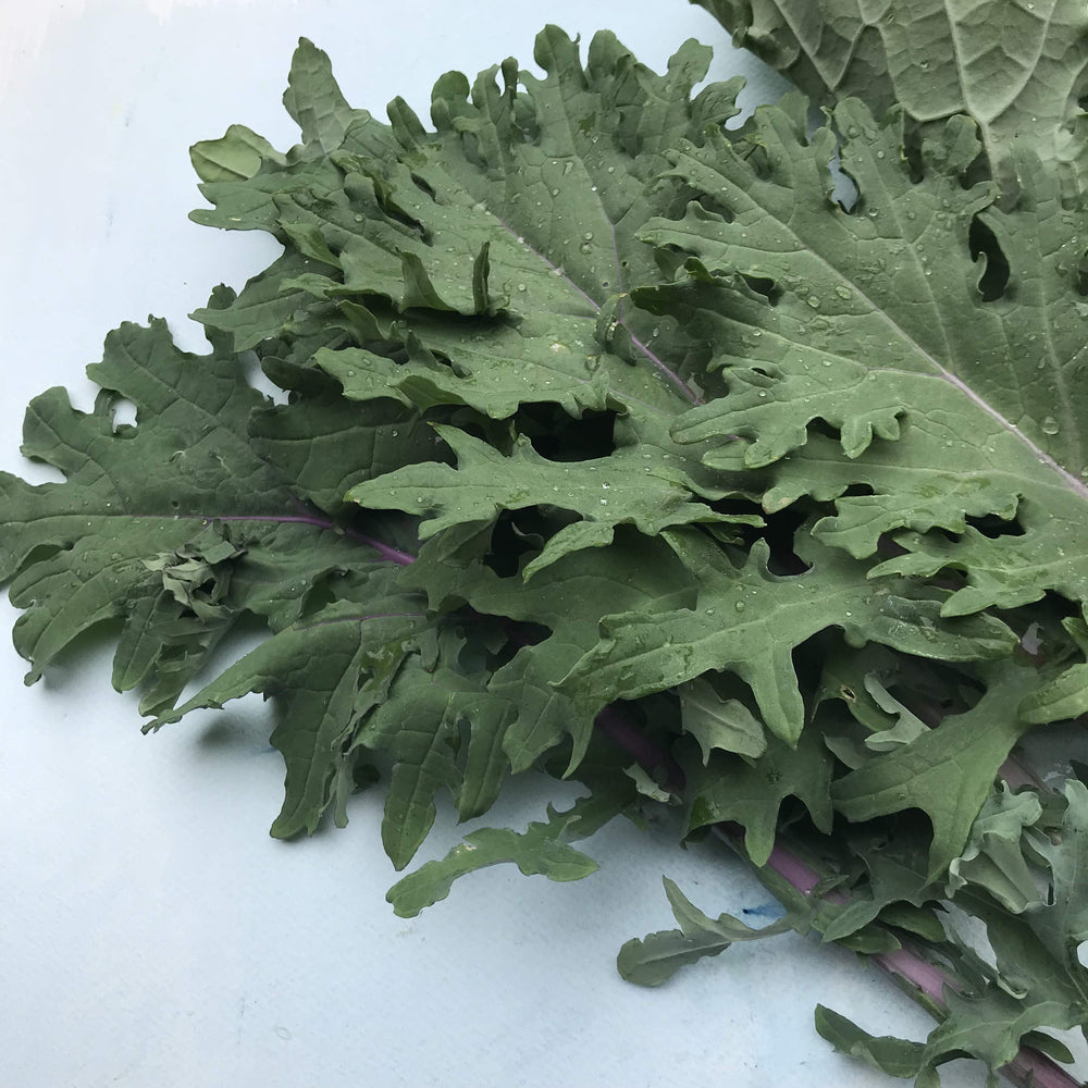 Ragged Jack Kale (Red Russian Kale) vendor-unknown