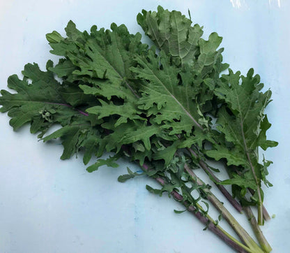 Ragged Jack Kale (Red Russian Kale)