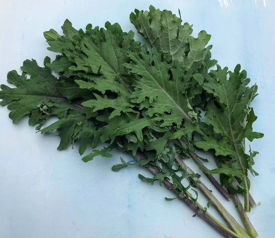 Ragged Jack Kale (Red Russian Kale) vendor-unknown