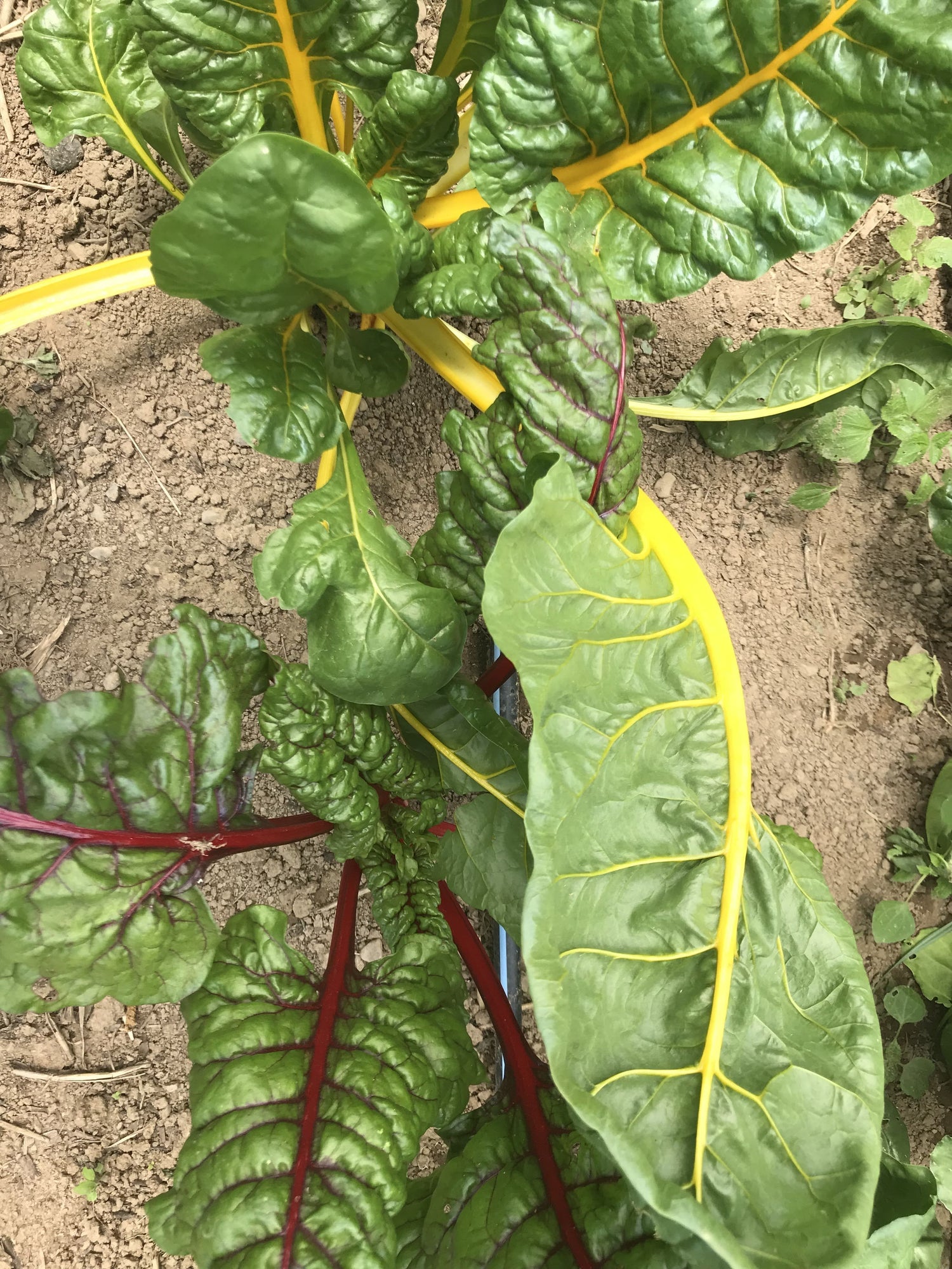 Rainbow Chard vendor-unknown