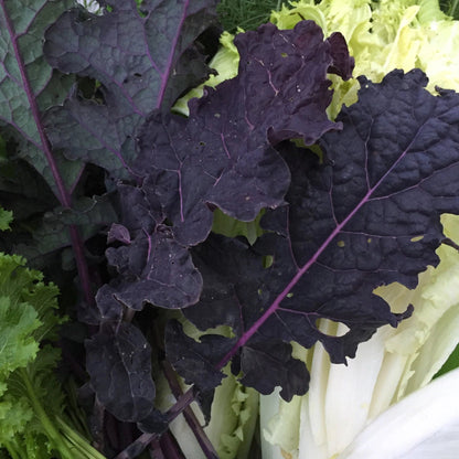 Rainbow Lacinato Kale vendor-unknown