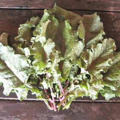 Rainbow Lacinato Kale vendor-unknown