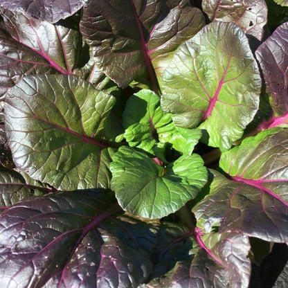 Rainbow Tatsoi vendor-unknown