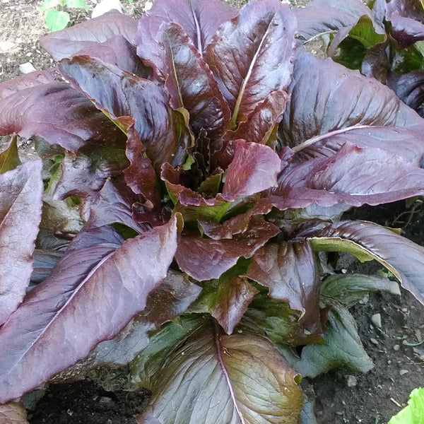 Really Red Deer Tongue Lettuce