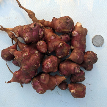 Sunchokes