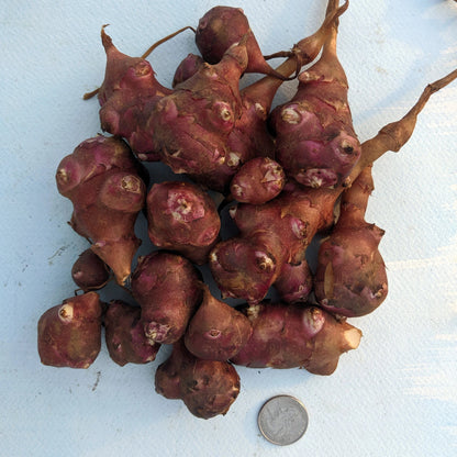 Red Fuseau Sunchoke vendor-unknown