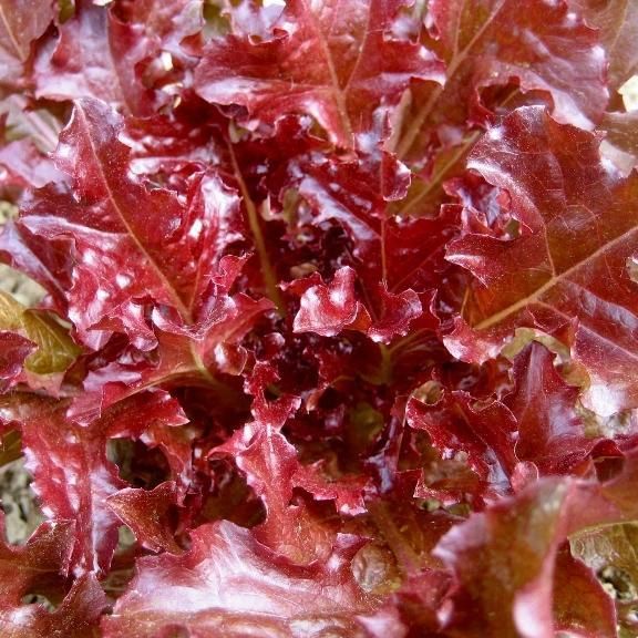 Red Salad Bowl Lettuce vendor-unknown