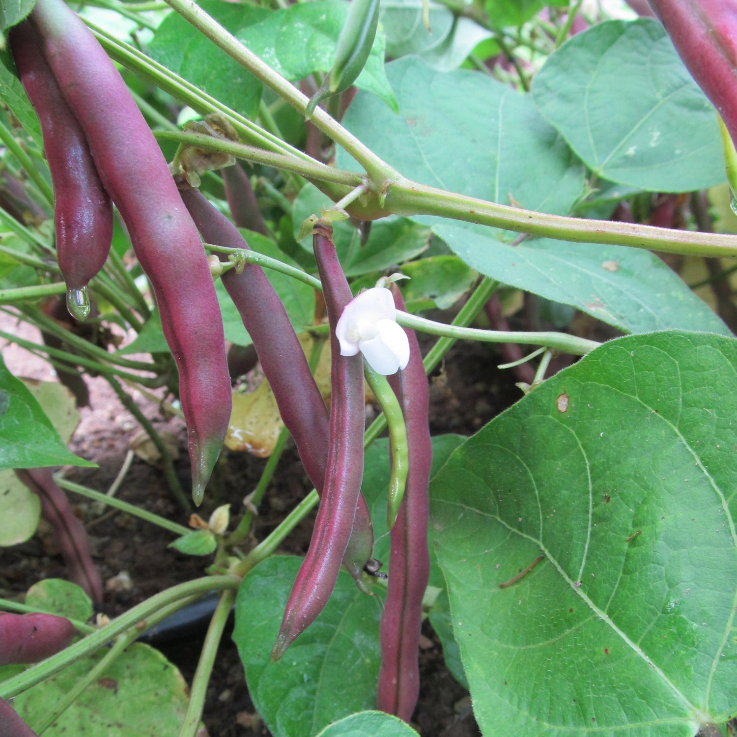 Red Swan Bush Bean vendor-unknown