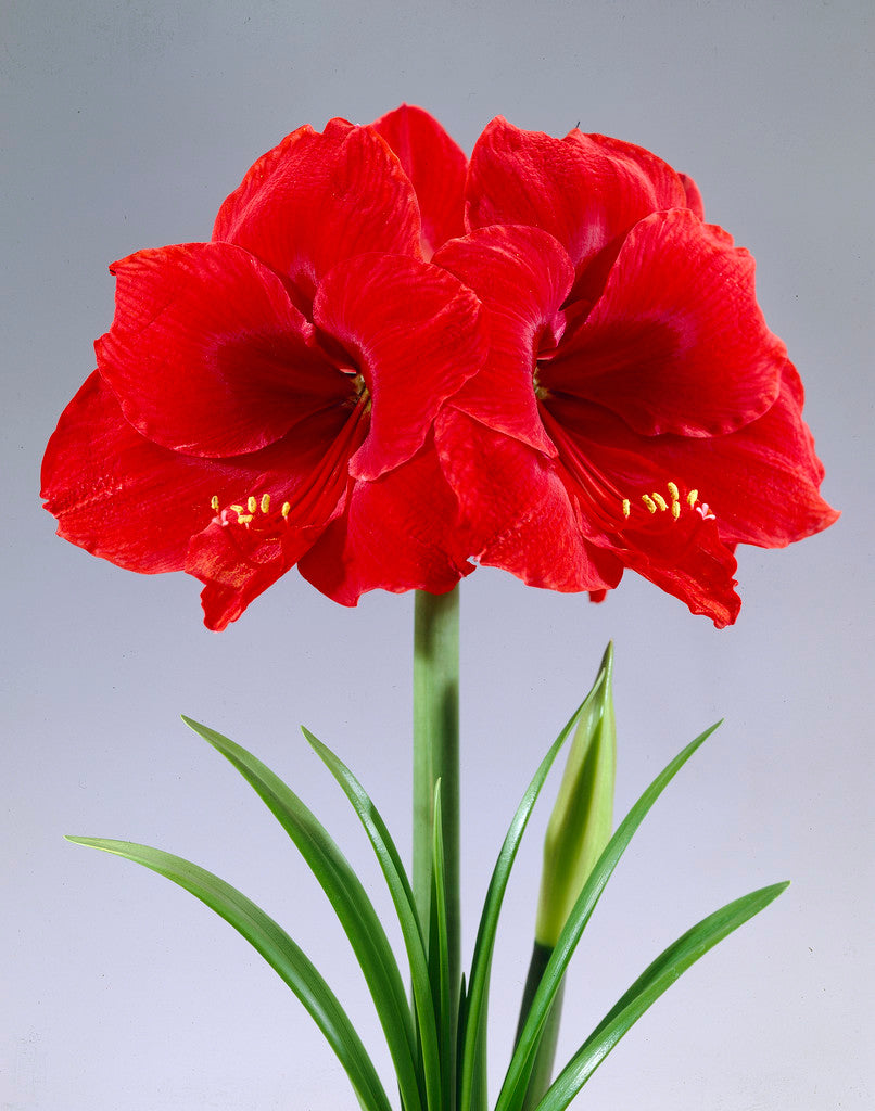 Dutch Amaryllis &