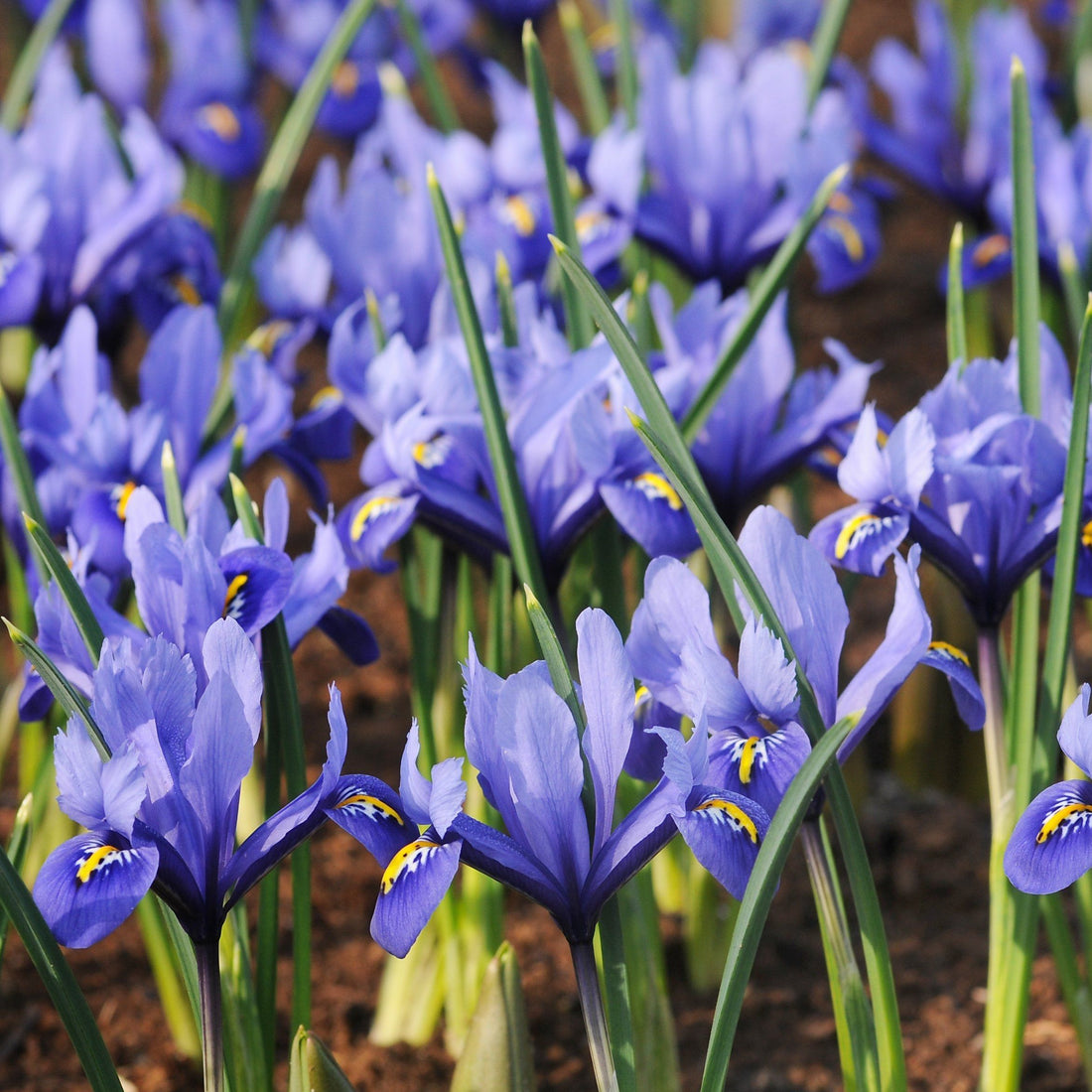 Rock Iris reticulata &quot;Harmony&quot; vendor-unknown