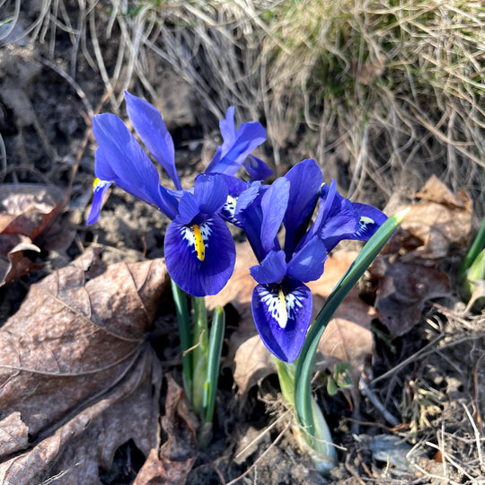 Rock Iris reticulata 