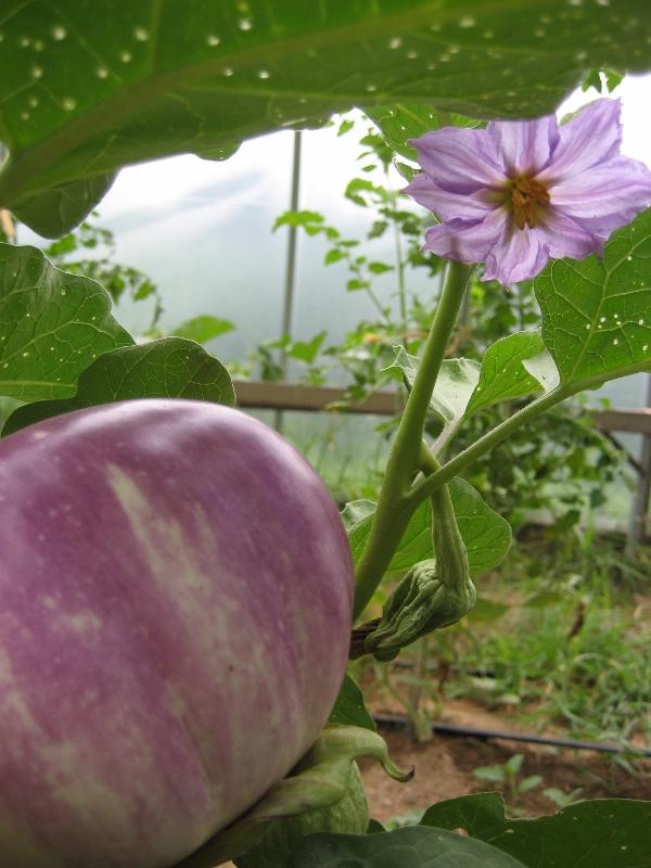 Rosa Bianca Eggplant vendor-unknown