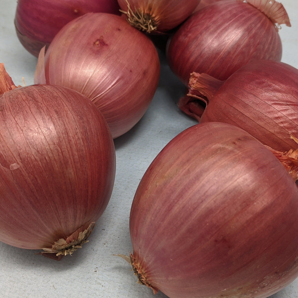 Rossa di Milano Onion vendor-unknown