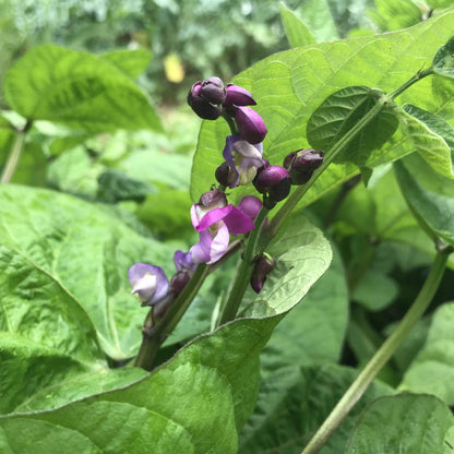 Royalty Purple Pod Bean vendor-unknown