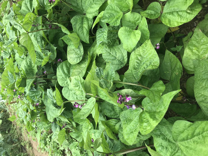 Royalty Purple Pod Bean vendor-unknown