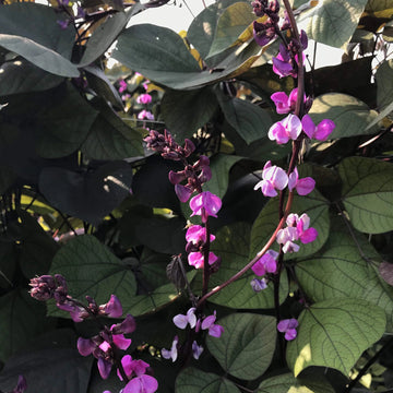 Hyacinth Bean