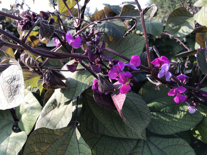 Ruby Moon Hyacinth Bean vendor-unknown