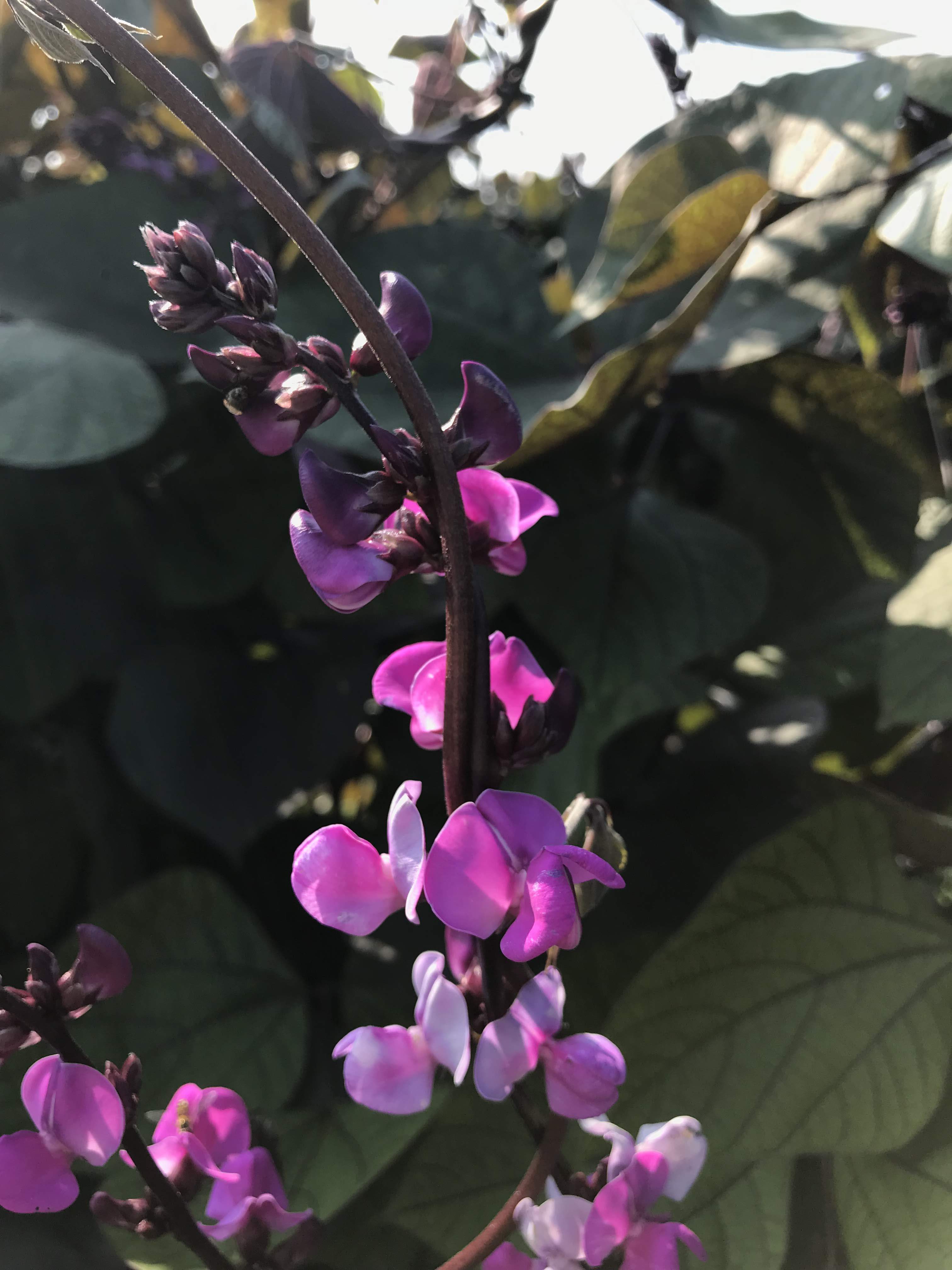 Ruby Moon Hyacinth Bean vendor-unknown