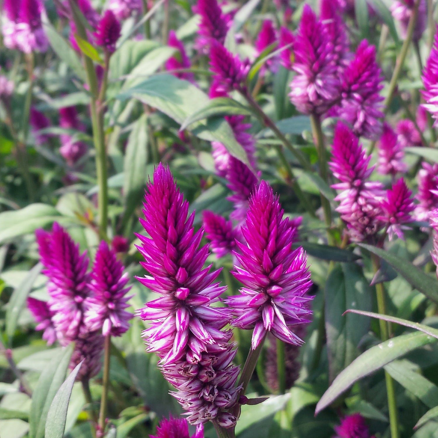 Ruby Parfait Celosia vendor-unknown