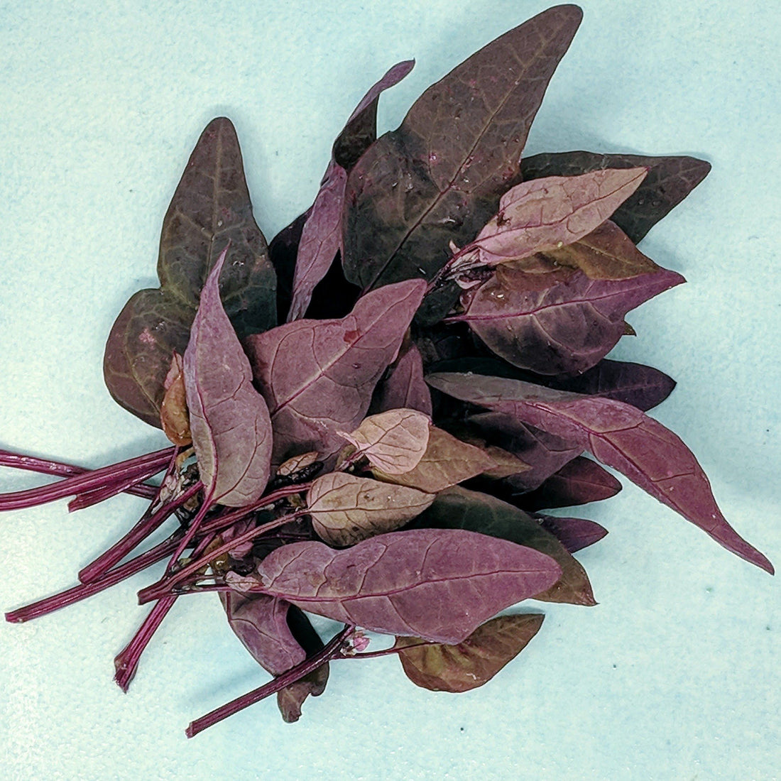 Ruby Red Orach vendor-unknown