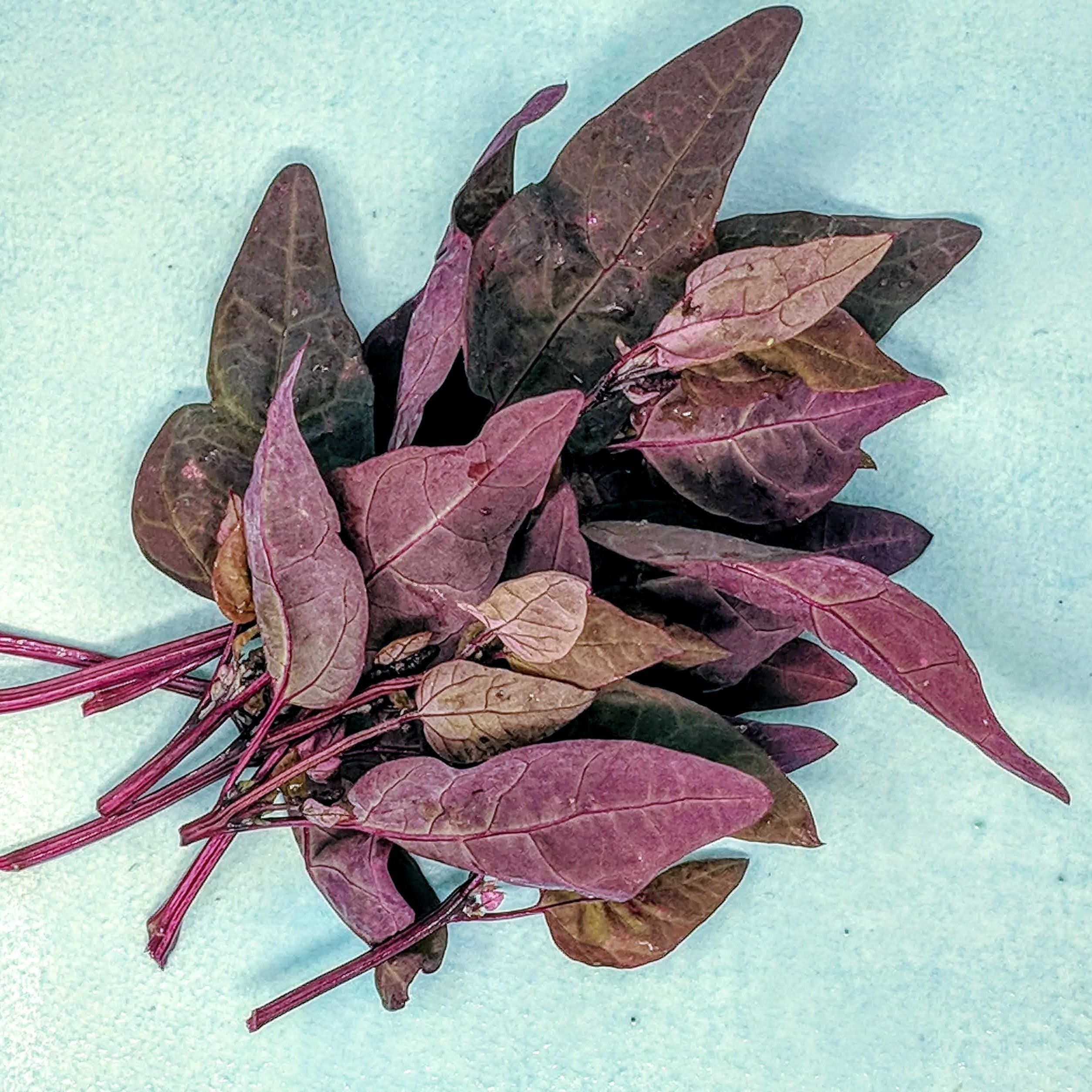 Ruby Red Orach vendor-unknown