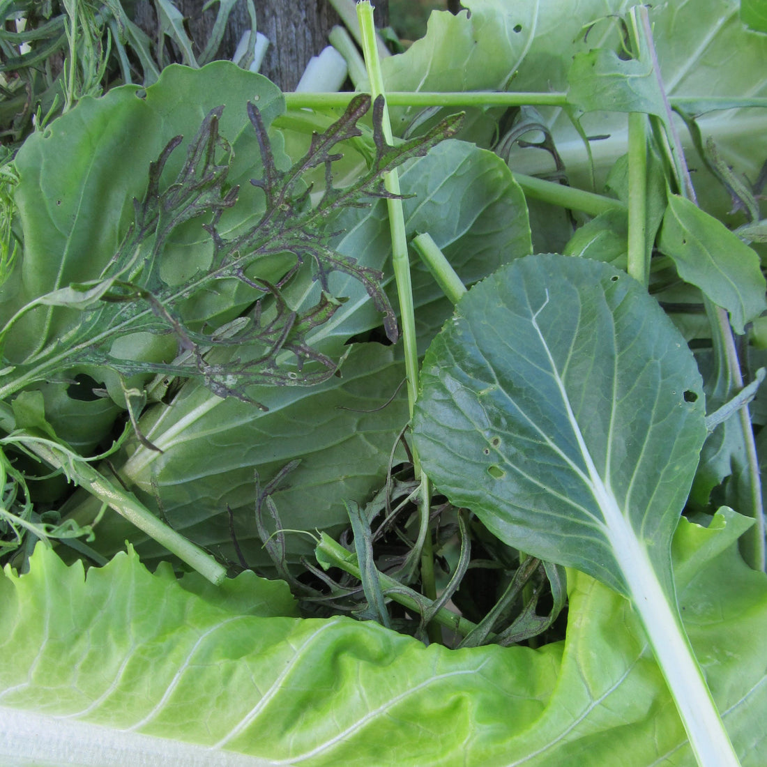 Salad Savor Mix vendor-unknown