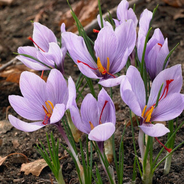 Naturalizing Bulbs