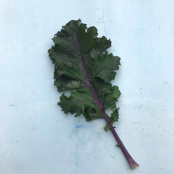 Scarlet Kale vendor-unknown