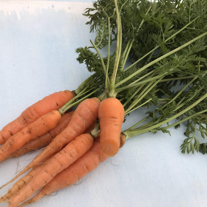 Scarlet Nantes Carrot vendor-unknown