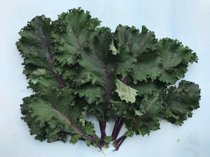 Scarlet Kale