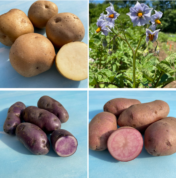 Potato Variety Pack