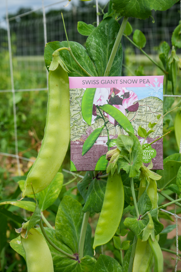 Swiss Giant Snow Pea vendor-unknown