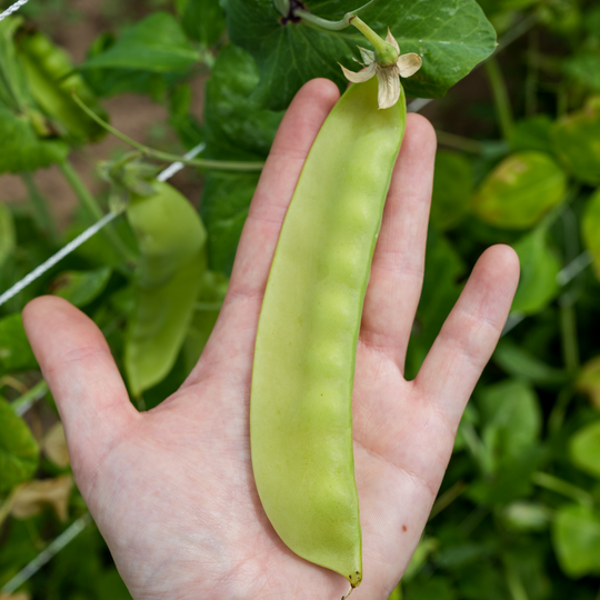 Swiss Giant Snow Pea vendor-unknown