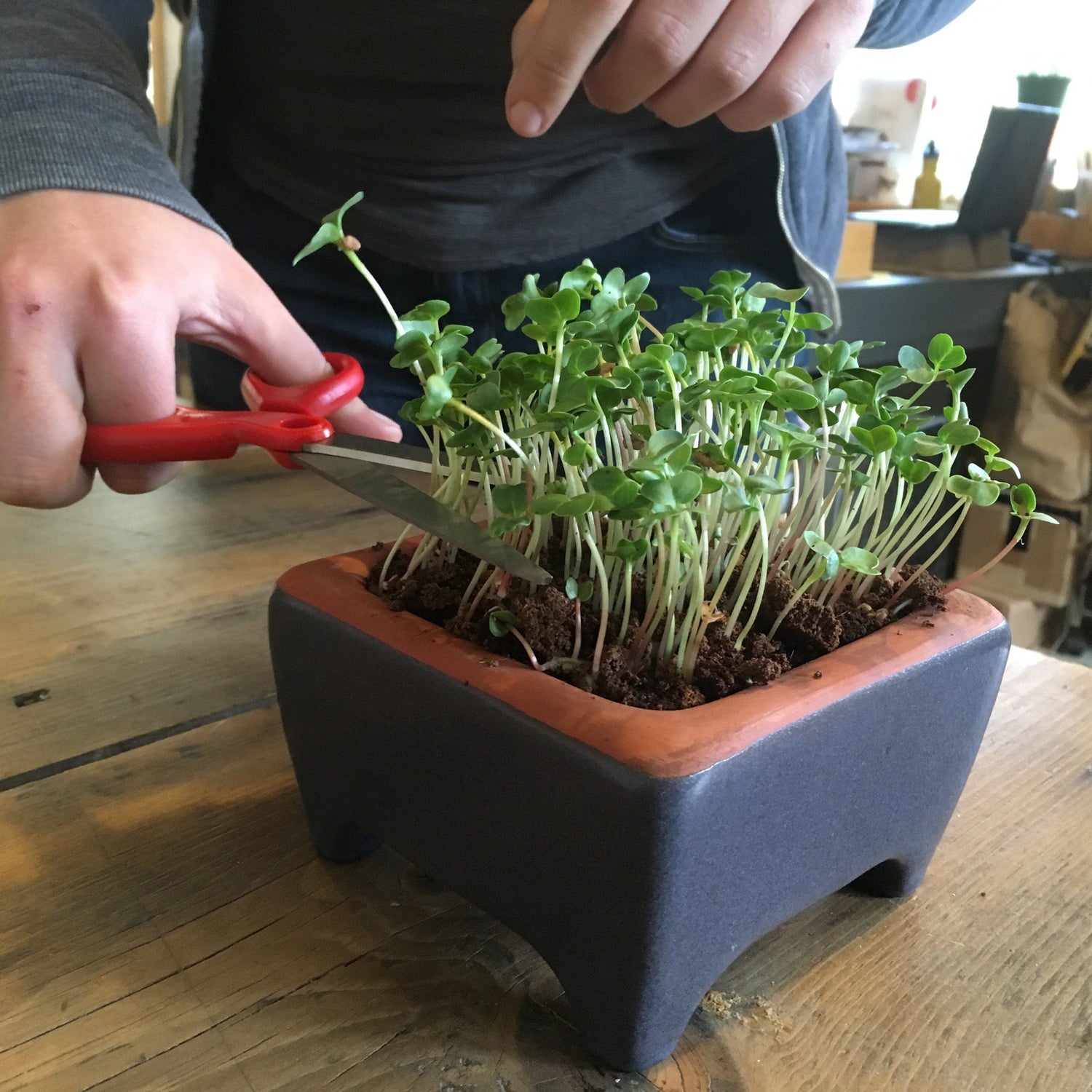 Self Watering Microgreens Kit vendor-unknown