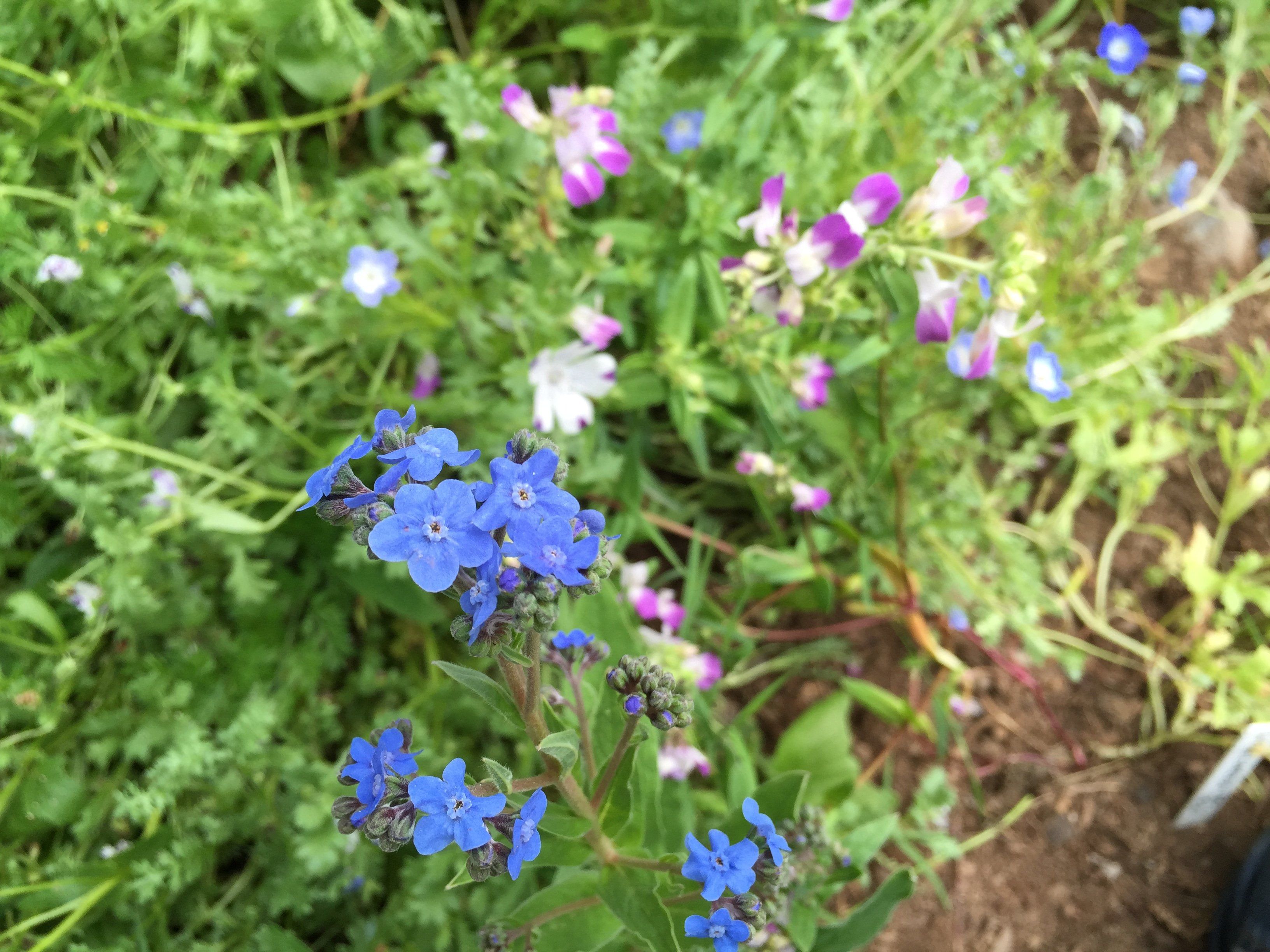 Shade Garden Mix vendor-unknown