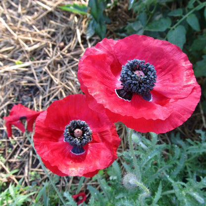 Shirley Single Poppy Mix vendor-unknown