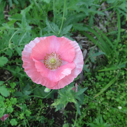 Shirley Single Poppy Mix vendor-unknown