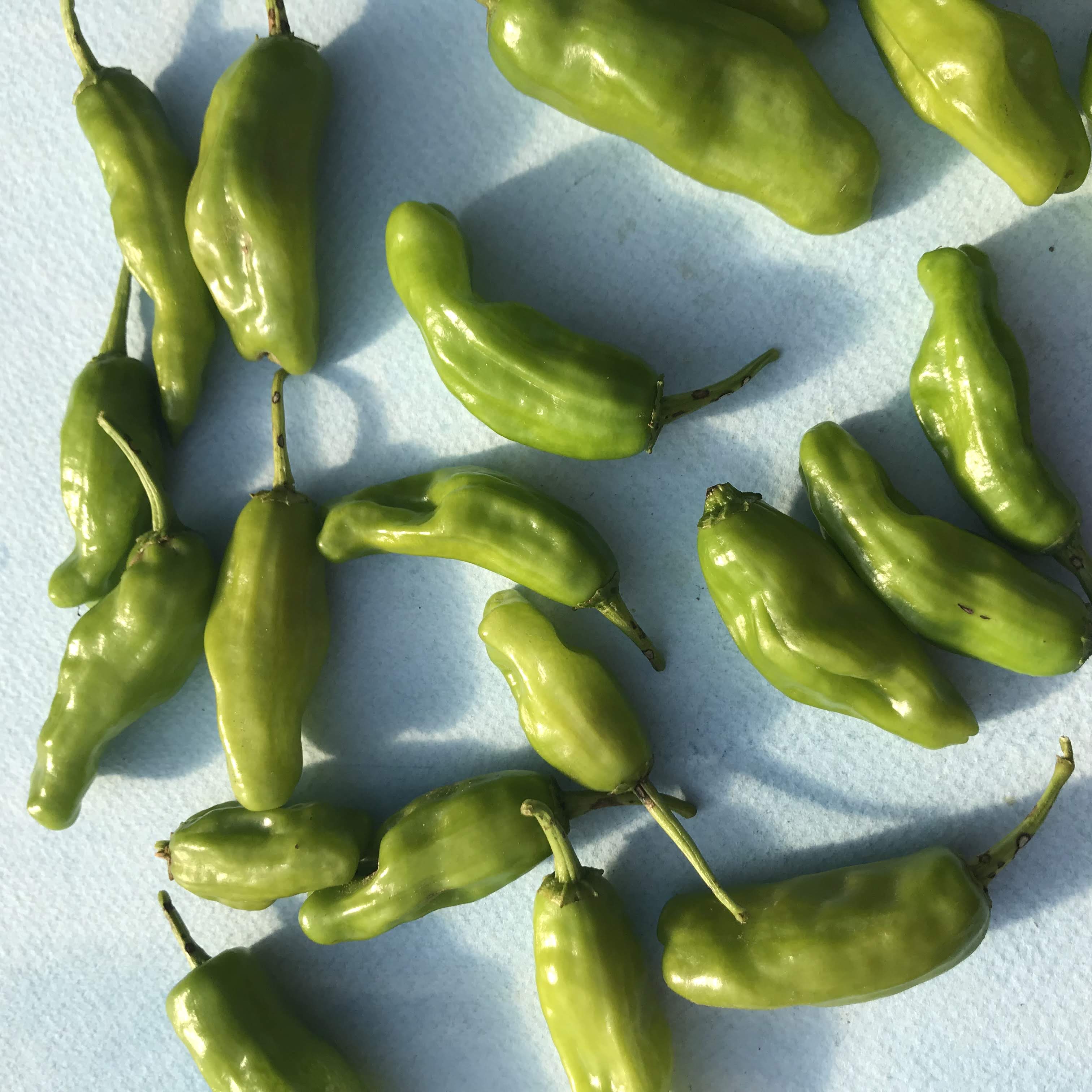 Shishito Pepper vendor-unknown