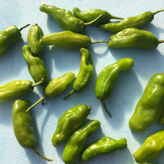 Shishito Pepper vendor-unknown