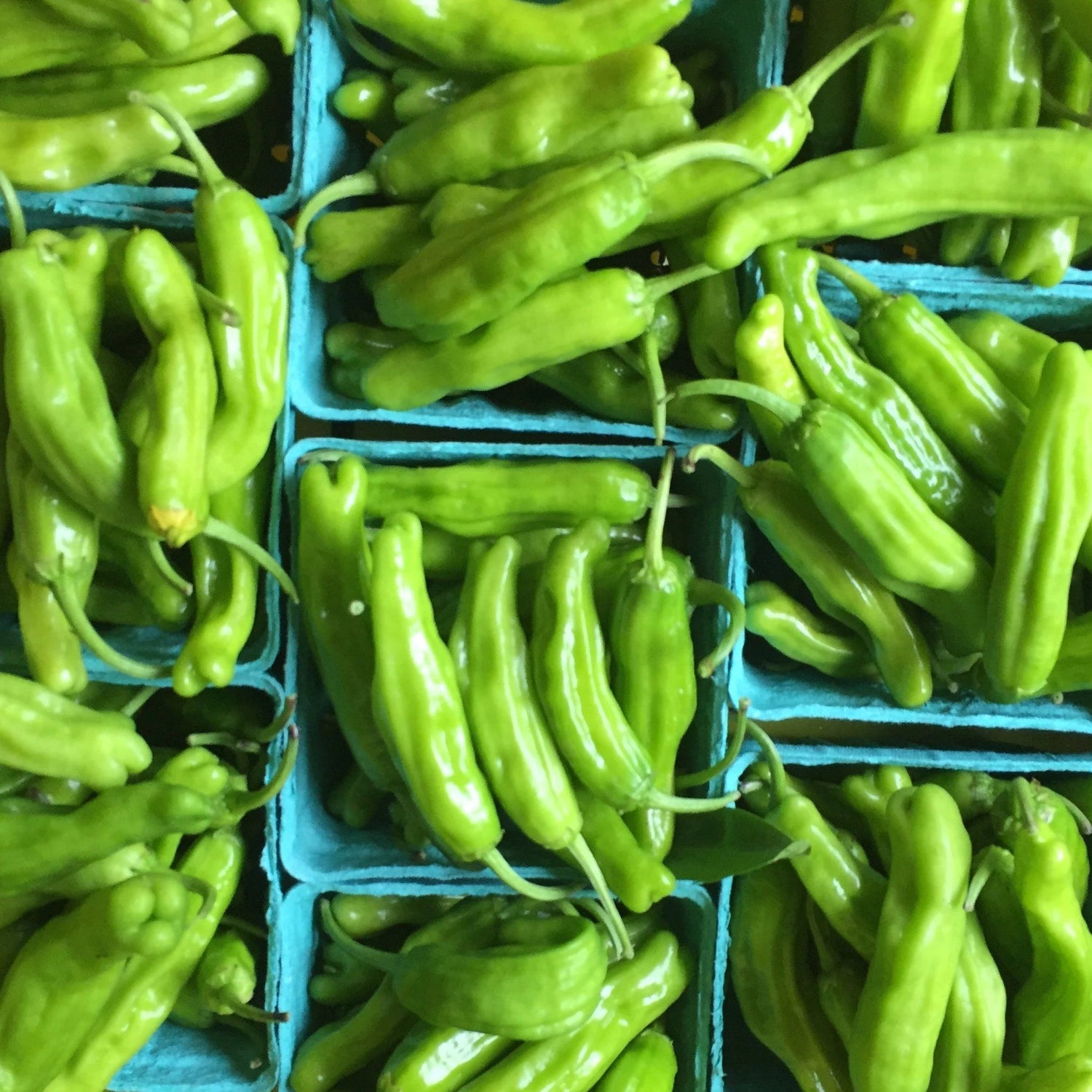 Shishito Pepper vendor-unknown