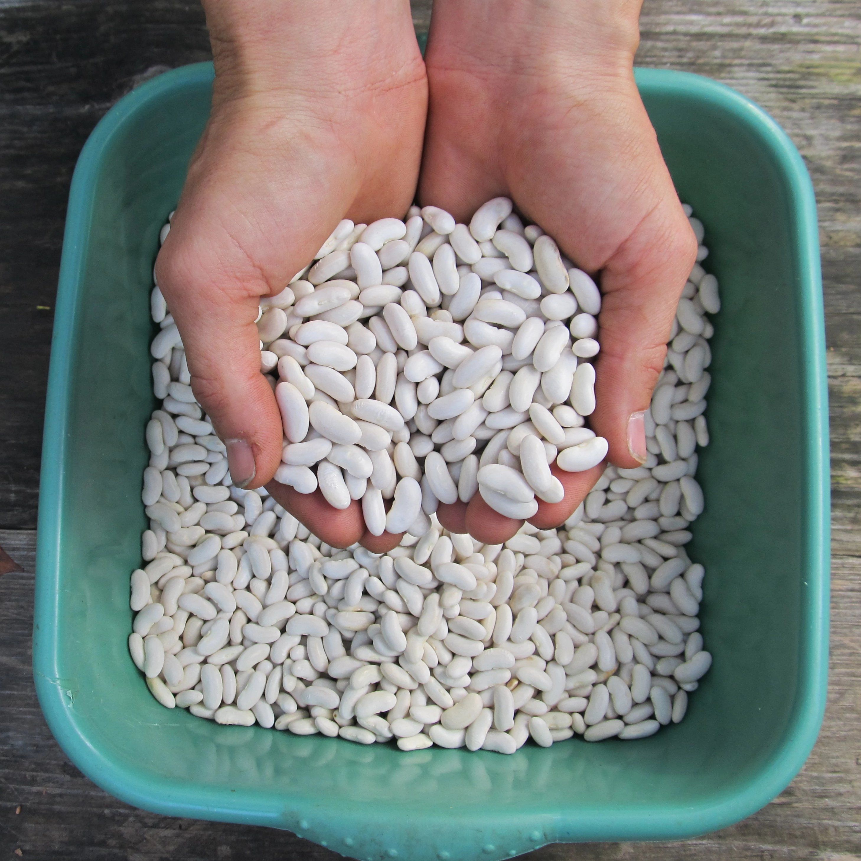 Silver Cloud Cannellini Bean vendor-unknown